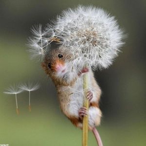 Meet your Posher, Michele